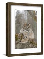 Bobcat (Lynx rufus) adult, resting on tree branch, Minnesota, USA-Paul Sawer-Framed Photographic Print