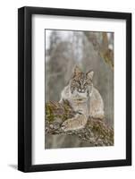 Bobcat (Lynx rufus) adult, resting on tree branch, Minnesota, USA-Paul Sawer-Framed Photographic Print