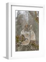 Bobcat (Lynx rufus) adult, resting on tree branch, Minnesota, USA-Paul Sawer-Framed Photographic Print