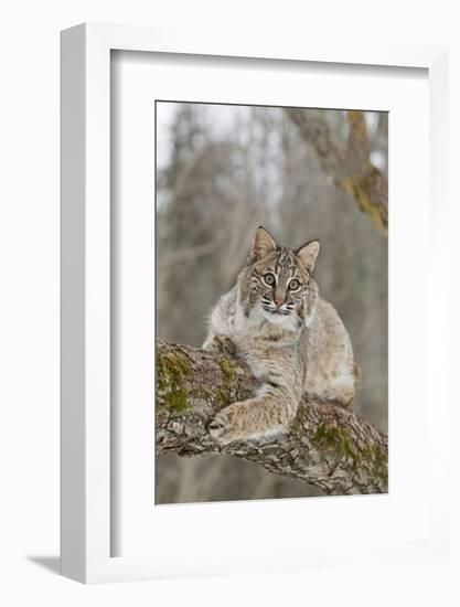 Bobcat (Lynx rufus) adult, resting on tree branch, Minnesota, USA-Paul Sawer-Framed Photographic Print