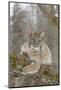 Bobcat (Lynx rufus) adult, resting on tree branch, Minnesota, USA-Paul Sawer-Mounted Photographic Print