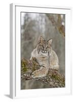 Bobcat (Lynx rufus) adult, resting on tree branch, Minnesota, USA-Paul Sawer-Framed Photographic Print