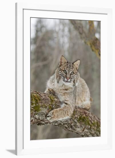 Bobcat (Lynx rufus) adult, resting on tree branch, Minnesota, USA-Paul Sawer-Framed Photographic Print