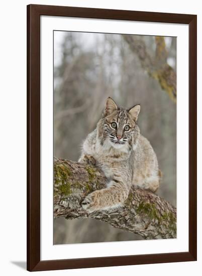 Bobcat (Lynx rufus) adult, resting on tree branch, Minnesota, USA-Paul Sawer-Framed Photographic Print