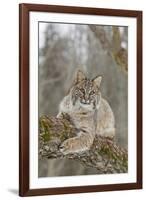 Bobcat (Lynx rufus) adult, resting on tree branch, Minnesota, USA-Paul Sawer-Framed Photographic Print