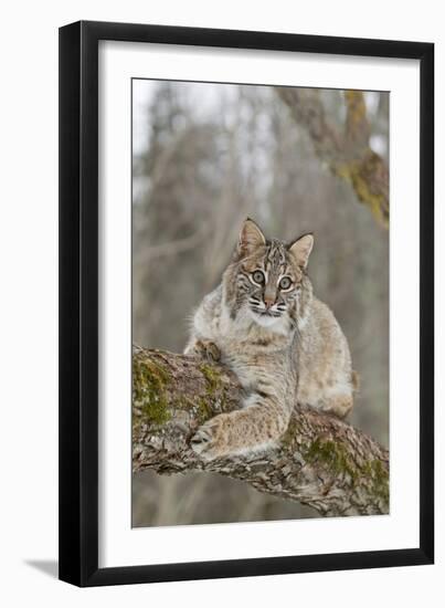 Bobcat (Lynx rufus) adult, resting on tree branch, Minnesota, USA-Paul Sawer-Framed Premium Photographic Print