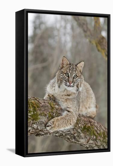 Bobcat (Lynx rufus) adult, resting on tree branch, Minnesota, USA-Paul Sawer-Framed Stretched Canvas
