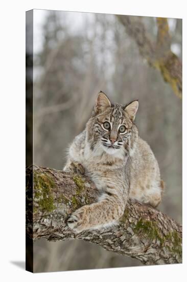 Bobcat (Lynx rufus) adult, resting on tree branch, Minnesota, USA-Paul Sawer-Stretched Canvas