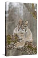 Bobcat (Lynx rufus) adult, resting on tree branch, Minnesota, USA-Paul Sawer-Stretched Canvas