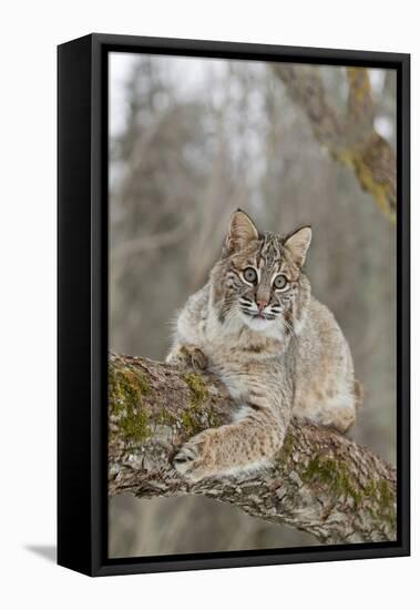 Bobcat (Lynx rufus) adult, resting on tree branch, Minnesota, USA-Paul Sawer-Framed Stretched Canvas