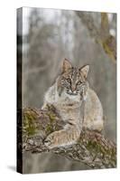 Bobcat (Lynx rufus) adult, resting on tree branch, Minnesota, USA-Paul Sawer-Stretched Canvas