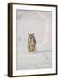 Bobcat (Lynx rufus) adult, running in snow, Montana, USA-Paul Sawer-Framed Photographic Print