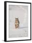 Bobcat (Lynx rufus) adult, running in snow, Montana, USA-Paul Sawer-Framed Photographic Print