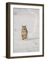 Bobcat (Lynx rufus) adult, running in snow, Montana, USA-Paul Sawer-Framed Photographic Print