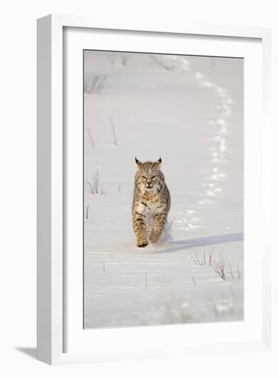 Bobcat (Lynx rufus) adult, running in snow, Montana, USA-Paul Sawer-Framed Photographic Print