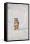 Bobcat (Lynx rufus) adult, running in snow, Montana, USA-Paul Sawer-Framed Stretched Canvas