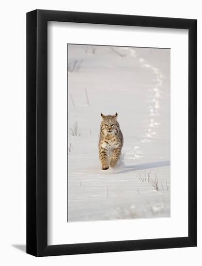 Bobcat (Lynx rufus) adult, running in snow, Montana, USA-Paul Sawer-Framed Photographic Print