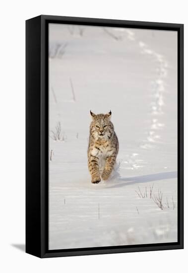 Bobcat (Lynx rufus) adult, running in snow, Montana, USA-Paul Sawer-Framed Stretched Canvas
