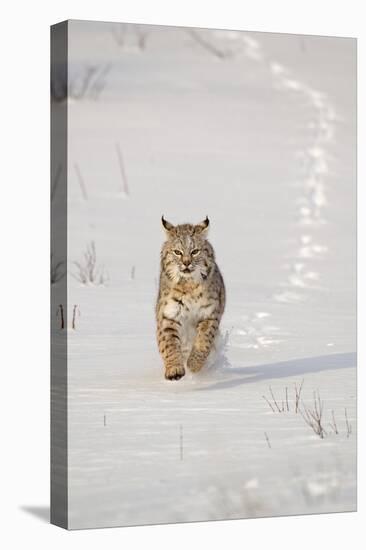 Bobcat (Lynx rufus) adult, running in snow, Montana, USA-Paul Sawer-Stretched Canvas