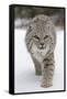 Bobcat (Lynx rufus) adult, walking on snow, Montana, USA-Paul Sawer-Framed Stretched Canvas