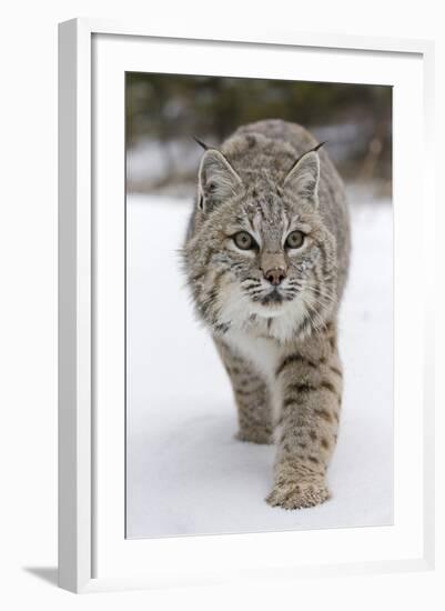 Bobcat (Lynx rufus) adult, walking on snow, Montana, USA-Paul Sawer-Framed Photographic Print
