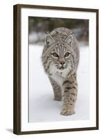 Bobcat (Lynx rufus) adult, walking on snow, Montana, USA-Paul Sawer-Framed Photographic Print