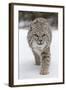 Bobcat (Lynx rufus) adult, walking on snow, Montana, USA-Paul Sawer-Framed Photographic Print