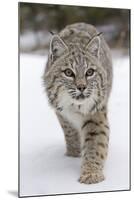 Bobcat (Lynx rufus) adult, walking on snow, Montana, USA-Paul Sawer-Mounted Photographic Print