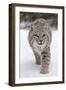 Bobcat (Lynx rufus) adult, walking on snow, Montana, USA-Paul Sawer-Framed Premium Photographic Print