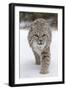 Bobcat (Lynx rufus) adult, walking on snow, Montana, USA-Paul Sawer-Framed Premium Photographic Print