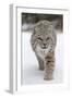 Bobcat (Lynx rufus) adult, walking on snow, Montana, USA-Paul Sawer-Framed Premium Photographic Print