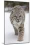 Bobcat (Lynx rufus) adult, walking on snow, Montana, USA-Paul Sawer-Mounted Premium Photographic Print