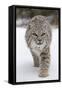 Bobcat (Lynx rufus) adult, walking on snow, Montana, USA-Paul Sawer-Framed Stretched Canvas