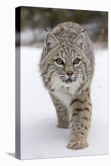 Bobcat (Lynx rufus) adult, walking on snow, Montana, USA-Paul Sawer-Stretched Canvas