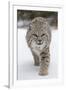 Bobcat (Lynx rufus) adult, walking on snow, Montana, USA-Paul Sawer-Framed Photographic Print