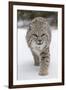 Bobcat (Lynx rufus) adult, walking on snow, Montana, USA-Paul Sawer-Framed Photographic Print