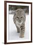 Bobcat (Lynx rufus) adult, walking on snow, Montana, USA-Paul Sawer-Framed Photographic Print