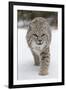 Bobcat (Lynx rufus) adult, walking on snow, Montana, USA-Paul Sawer-Framed Photographic Print