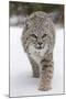 Bobcat (Lynx rufus) adult, walking on snow, Montana, USA-Paul Sawer-Mounted Photographic Print