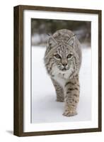 Bobcat (Lynx rufus) adult, walking on snow, Montana, USA-Paul Sawer-Framed Photographic Print