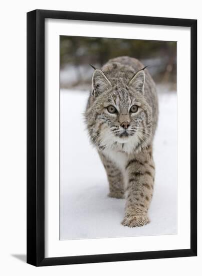 Bobcat (Lynx rufus) adult, walking on snow, Montana, USA-Paul Sawer-Framed Photographic Print