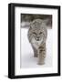 Bobcat (Lynx rufus) adult, walking on snow, Montana, USA-Paul Sawer-Framed Premium Photographic Print