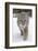 Bobcat (Lynx rufus) adult, walking on snow, Montana, USA-Paul Sawer-Framed Photographic Print