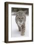 Bobcat (Lynx rufus) adult, walking on snow, Montana, USA-Paul Sawer-Framed Photographic Print