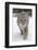 Bobcat (Lynx rufus) adult, walking on snow, Montana, USA-Paul Sawer-Framed Photographic Print