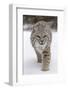 Bobcat (Lynx rufus) adult, walking on snow, Montana, USA-Paul Sawer-Framed Photographic Print