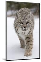 Bobcat (Lynx rufus) adult, walking on snow, Montana, USA-Paul Sawer-Mounted Photographic Print