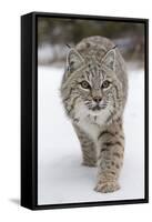 Bobcat (Lynx rufus) adult, walking on snow, Montana, USA-Paul Sawer-Framed Stretched Canvas