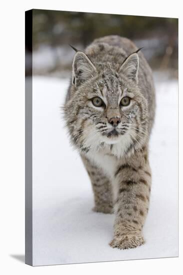 Bobcat (Lynx rufus) adult, walking on snow, Montana, USA-Paul Sawer-Stretched Canvas