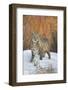 Bobcat (Lynx rufus) adult, with wet coat, standing on snow, Montana-Paul Sawer-Framed Photographic Print